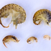 Killer shrimp
